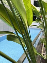 Grandview Suites (D14), Apartment #628778301